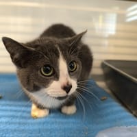 OREO, chat à adopter