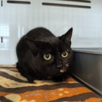 FRIMOUSSE, chatte à adopter