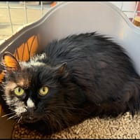 AXELLE, chatte à adopter