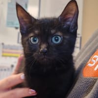 NOCTURNE, chatte à adopter