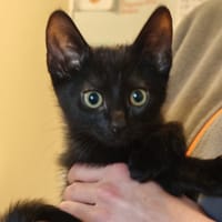 VELOURS, chatte à adopter