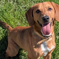 Prince, chien à adopter