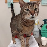 Mars PAB28670, chat à adopter