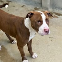 ASTRID VAA, chienne à adopter