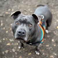 NEVER OAA19968, chien à adopter