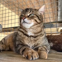 BOUBOULE, chat à adopter