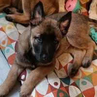 TRASHY, chien à adopter