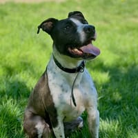 PIXCELL, chien à adopter