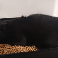 BRANDON, chat à adopter