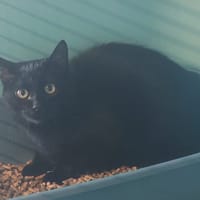 CALINKA, chatte à adopter