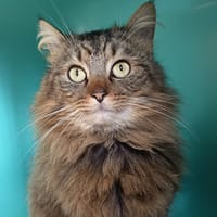 KANSAS C, chat à adopter