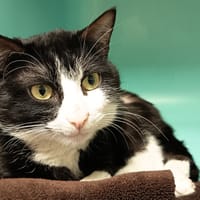 RODHE C, chat à adopter