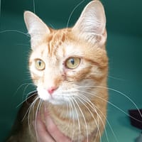 MILTON C, chat à adopter