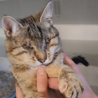 MILO, chatte à adopter