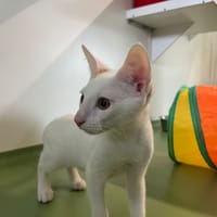 Rachaad, chat à adopter