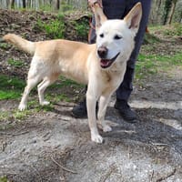 BEEBOP, chienne à adopter