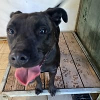 HUGUETTE, chienne à adopter