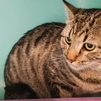 Pupuce, chat à adopter