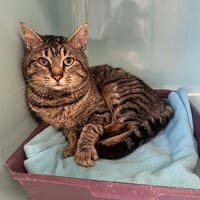 BOOM, chat à adopter