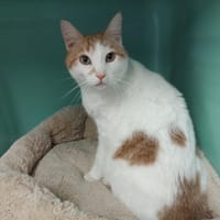 Chamalau PAB28672, chat à adopter