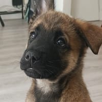 RIFI, chien à adopter