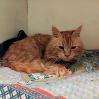 Balim PAB28561, chat à adopter