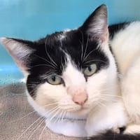 Sofia, chatte à adopter