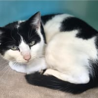 Sofia, chatte à adopter