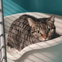 AMARA, chatte à adopter