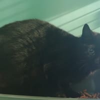 ASHCROFT, chatte à adopter