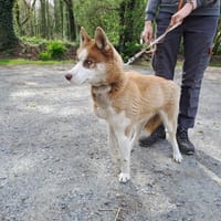 Tekoa, chienne à adopter