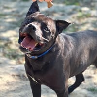 DJANGO, chien à adopter