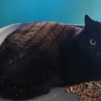 FLIPFLOP, chat à adopter