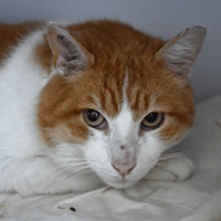 Sylvain, chat à adopter