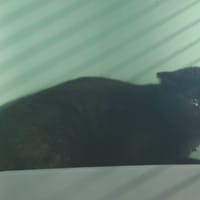 OUFFY, chatte à adopter