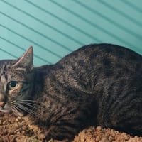 KOKI, chatte à adopter