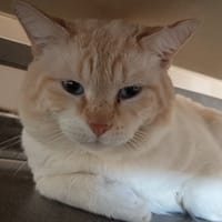 NATHANIEL C, chat à adopter