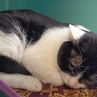 IDAHO C, chat à adopter