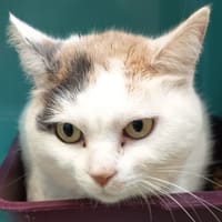 NEVADA C, chatte à adopter