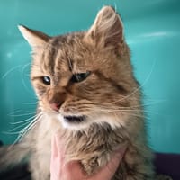 UTAH C, chat à adopter