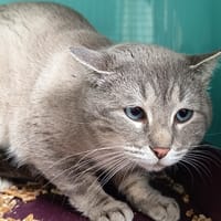 TENNESSEE C, chat à adopter