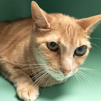 TEXAS C, chat à adopter