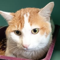 INDIANA C, chat à adopter