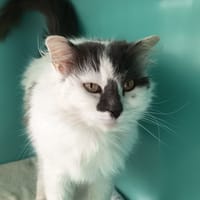 ALASKA C, chatte à adopter