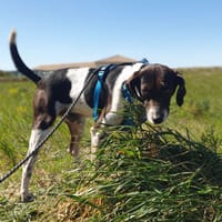 TITOFF, chien à adopter