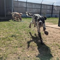 Topaze, chienne à adopter