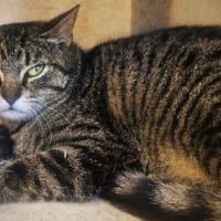 AKK, chat à adopter
