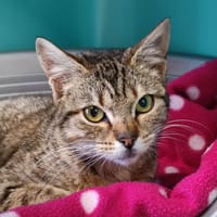 CAFE GLACE QCT, chatte à adopter