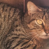 HABE, chatte à adopter