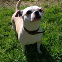 Tina réservée, chienne à adopter